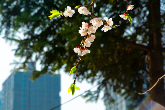 春天古建桃花開