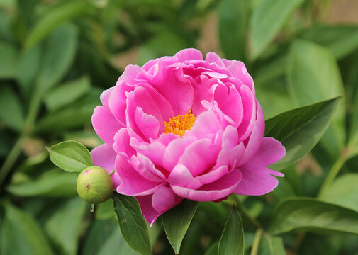 芍藥花