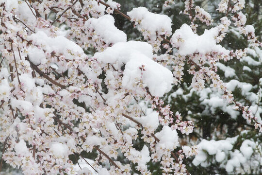 雪后杏花