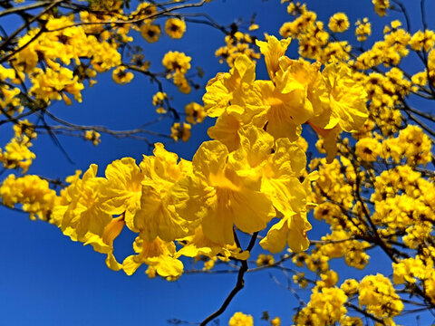黃花風(fēng)鈴木