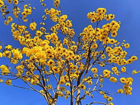 黃花風(fēng)鈴木