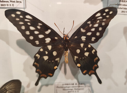 蝴蝶標(biāo)本安蒂噬藥鳳蝶