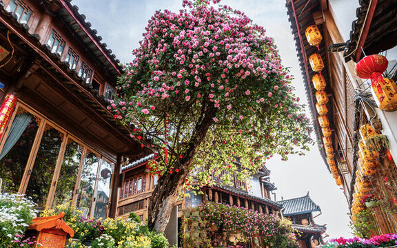 麗江古城薔薇花開