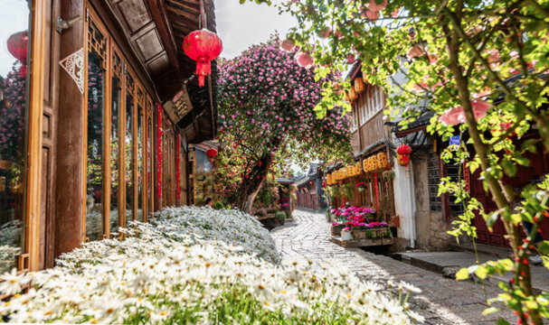 麗江古城薔薇花開