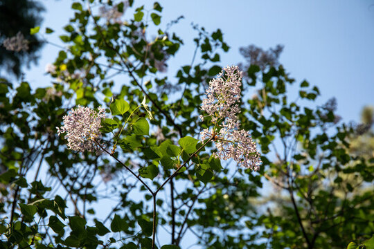 北京香山公園丁香花