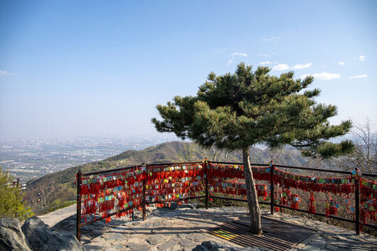北京香山公園松樹(shù)祈福帶