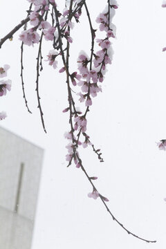 雪后杏花
