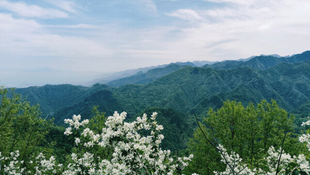白鵑梅