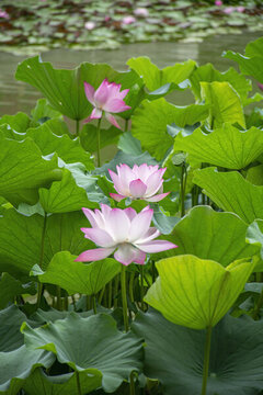 荷花