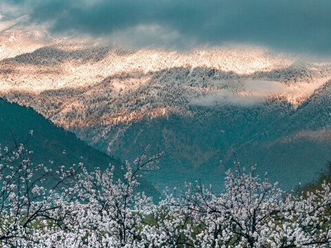林芝桃花