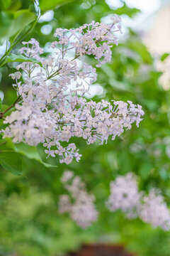 丁香花