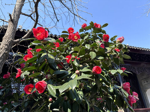 紅色山茶花