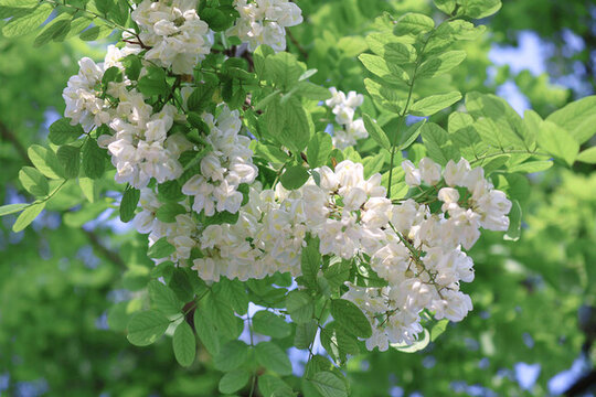 槐樹槐花
