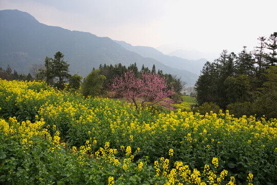 江西婺源江嶺油菜花
