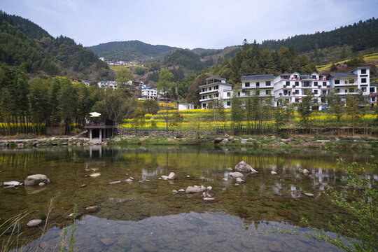 江南梯田油菜花