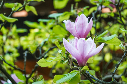 玉蘭花