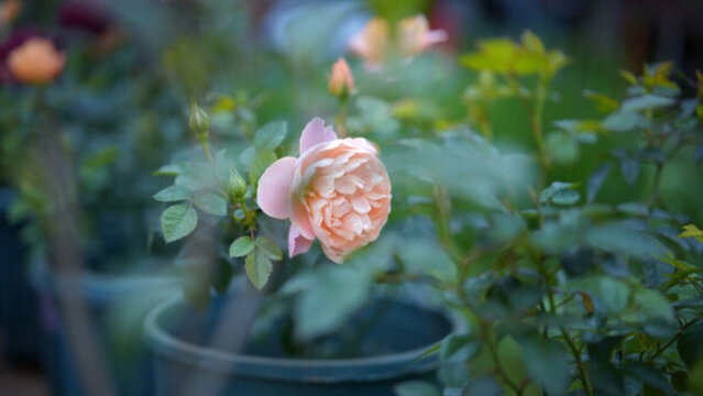 月季花玫瑰花