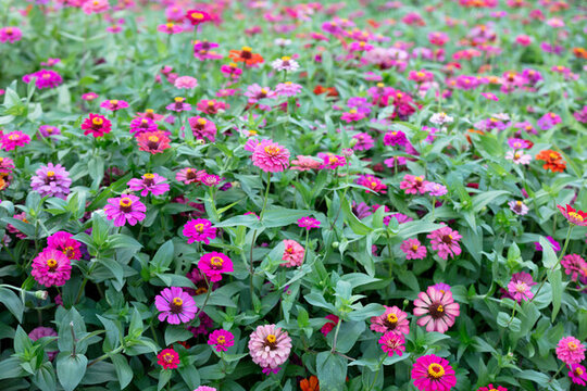 百日菊