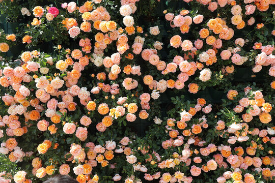 月季花花墻