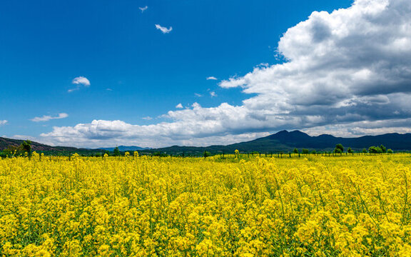 麗江拉市海景區(qū)花海油菜花開(kāi)