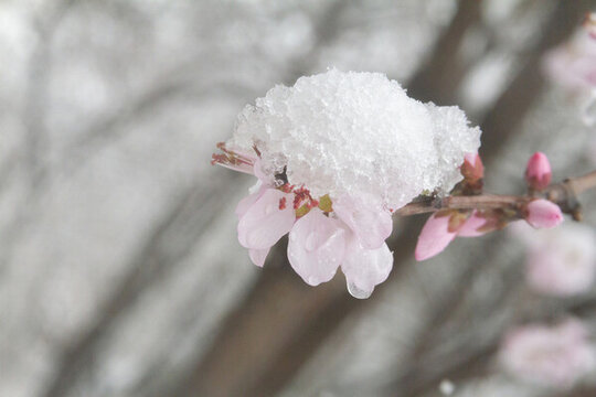 雪后杏花