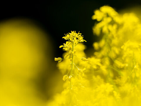菘藍開花