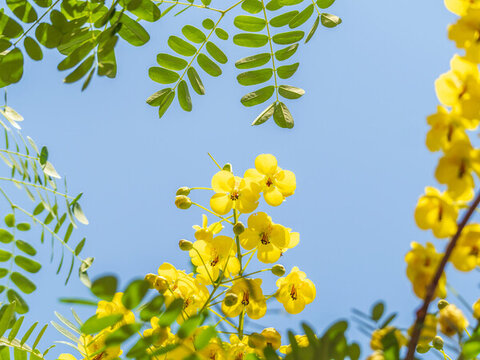 云實(shí)花