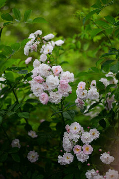 多色月季花