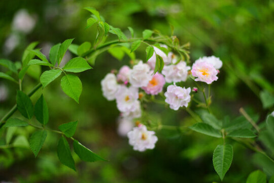 月季花