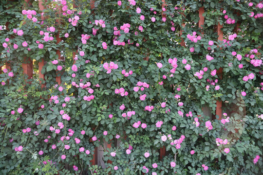 薔薇花花墻