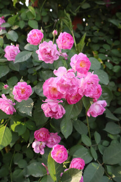 薔薇花