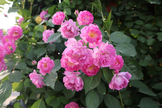 薔薇花