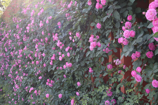 薔薇花花墻