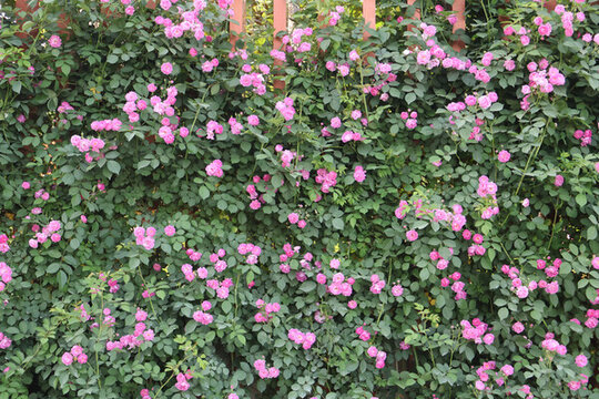 薔薇花花墻
