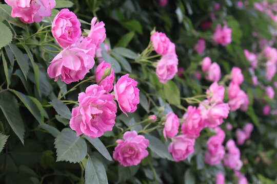 薔薇花