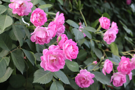 薔薇花