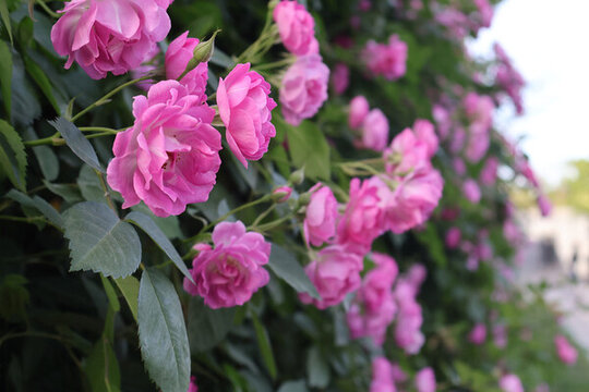 薔薇花