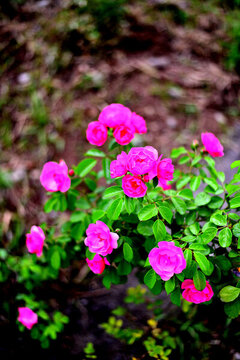 月季花