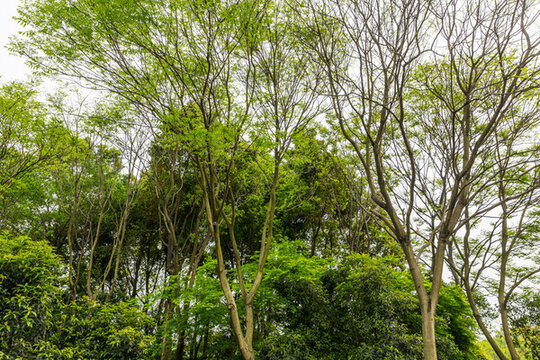 綠樹枝