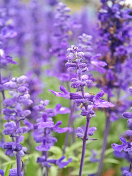 藍(lán)花鼠尾草