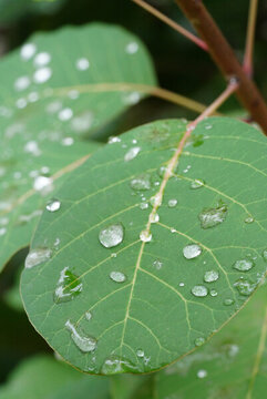 白露葉子上的水珠