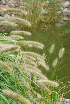 狗尾巴草
