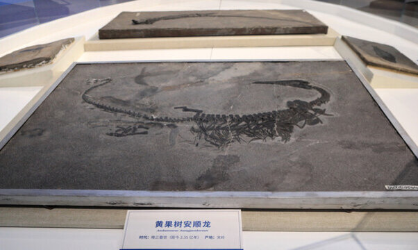 黃果樹安順龍化石展示