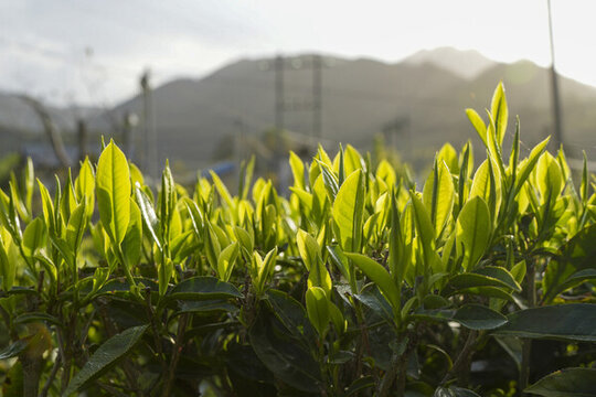 高山茶樹茶青