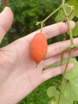 手托橙紅色毛茸茸小果實(shí)