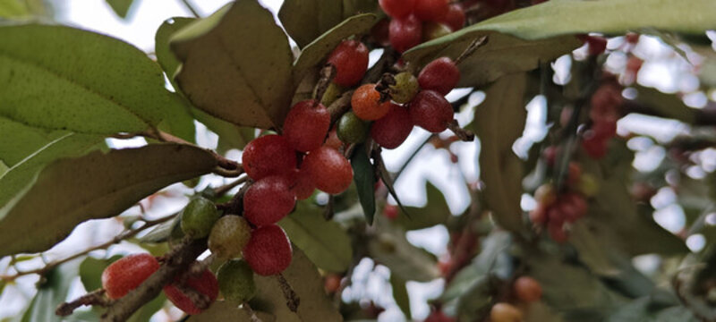 枝頭紅果綠葉相映成趣