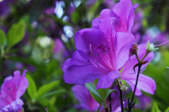 杜鵑花