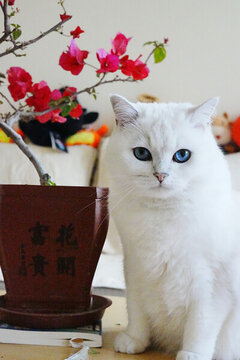 Lucky喵