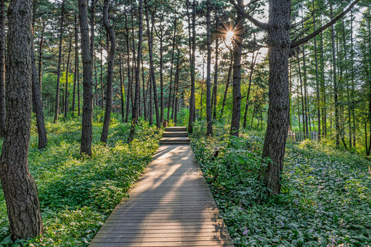 長春凈月潭國家森林公園黑松林景區(qū)