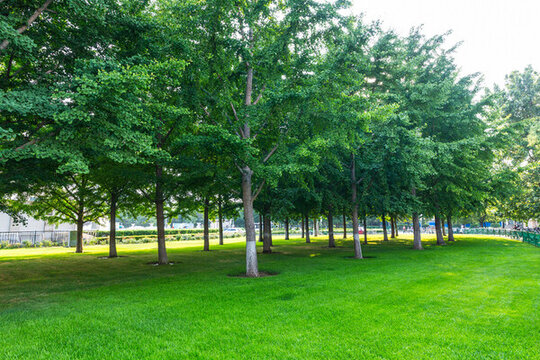 城市陽光草地草坪綠樹林全景圖
